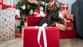 a feline look inside of red gift box, holiday surprise Christmas