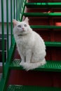 Feline look White cat with blue eyes Royalty Free Stock Photo