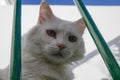 Feline look White cat with blue eyes Royalty Free Stock Photo