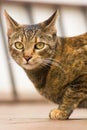 Attentive tabby cat caught looking directly into the camera