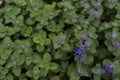 Feline mint variety with blue flowers Royalty Free Stock Photo