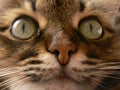 Feline nose Royalty Free Stock Photo