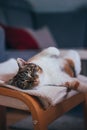 Feline princess relaxes on a white blanket and enjoys a relaxing lunch. A domestic colour cat with piercing green eyes squints Royalty Free Stock Photo