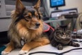 feline scientist measuring canine's heart rate, with the help of furry assistant