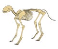 Feline skeleton