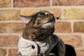 Feline tabby cat wearing a gray jacket looking up at the sky with a curious expression on its face