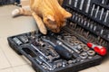 Feline using whiskers to explore gadgets in toolbox