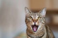 Feline With Wide-Open Mouth Royalty Free Stock Photo