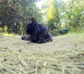 Norwegian Forest Cat black