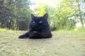 Norwegian Forest Cat black Royalty Free Stock Photo