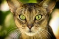 Felis catus Close-up eyes are big and beautiful Royalty Free Stock Photo