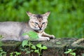 Felis catus is a domestic species of small carnivorous mammal.In green background