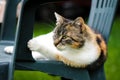 Felis catus domesticus relaxes after a hard night in a plastic chair and warms his fur coat in the afternoon sun. He looks bored