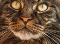 Felis catus Maine Coon feline ticked classic Brown tabby cat face close up with green eyes domestic cute adorable animal pet Royalty Free Stock Photo