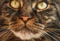 Felis catus Maine Coon feline ticked classic Brown tabby cat face close up with green eyes domestic cute adorable animal pet Royalty Free Stock Photo