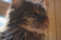 Felis catus Maine Coon feline ticked classic Brown tabby curious feline cat macro face close up look with green eyes domestic cute