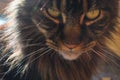 Felis catus Maine Coon feline ticked classic Brown tabby curious feline cat macro face close up look with green eyes domestic cute