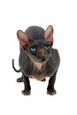 The Felis catus Sphynx cat