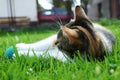 A felis silvestris catus lying in grass and playing with small ball in afternoon