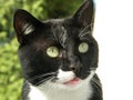 Felix, the cat Royalty Free Stock Photo