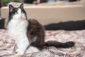 Felix-cat. domestic cat black and white color felix at home in an apartment in a familiar habitat, indoors. green eyes. copy space Royalty Free Stock Photo