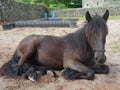 Fell Pony Training