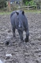 Fell pony in mud