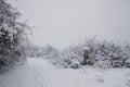 Fell tree with snow in November