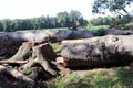 Felled big old tree in the forest Royalty Free Stock Photo