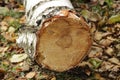 Felled branches and the trunk of a birch on the grass Royalty Free Stock Photo