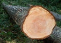 Felled Douglas fir Royalty Free Stock Photo