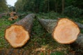 Felled Douglas firs Royalty Free Stock Photo