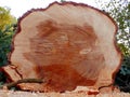 Felled European Spruce Tree