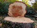 Felled European Spruce Tree