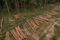 Felled forest, aerial view. Destruction of forests and felling of trees. Forests illegal disappearing. Environmetal and ecological