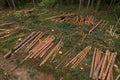 Felled forest, aerial view. Destruction of forests and felling of trees. Forests illegal disappearing. Environmetal and ecological