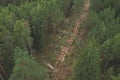 Felled forest, aerial view. Destruction of forests and felling of trees. Forests illegal disappearing. Environmetal and ecological