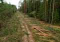 Felled forest, aerial view. Destruction of forests and felling of trees. Forests illegal disappearing. Environmetal and ecological