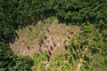 Felled forest, aerial view. Destruction of forests and felling of trees. Forests illegal disappearing. Environmetal and ecological