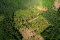 Felled forest, aerial view. Destruction of forests and felling of trees. Forests illegal disappearing. Environmetal and ecological