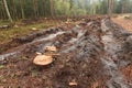 Felled forest area with tree stumps. Destruction and deforestation.
