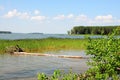 A felled log in a thicket of reeds on the shore of a large lake on a clear sunny day