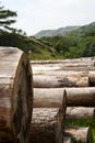 Felled Logs Royalty Free Stock Photo