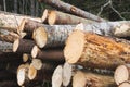 felled logs of trees at the edge of the forest, piled in a heap.