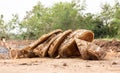 Felled logs Royalty Free Stock Photo