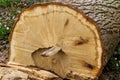 Felled oak tree Royalty Free Stock Photo