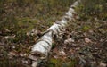 Felled old birch