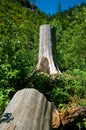 Felled old tree Royalty Free Stock Photo