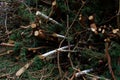 Felled pine and birch branches in one heap. The concept of cutting down trees. deforestation Royalty Free Stock Photo