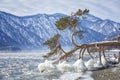 Felled pine on shore of Lake Teletskoye in winter, Altai. Russia